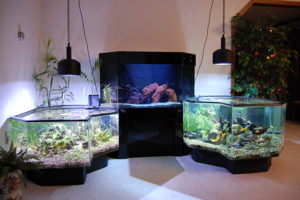 aquarica tropical fish